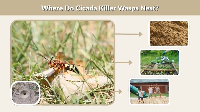 Where Do Cicada Killer Wasps Nest?