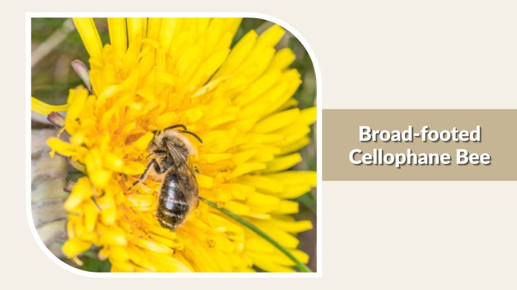 Broad-footed Cellophane Bee