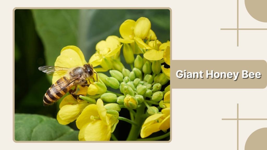 Giant Honey Bee