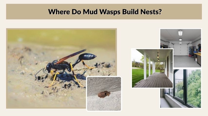 Where Do Mud Wasps Build Nests?