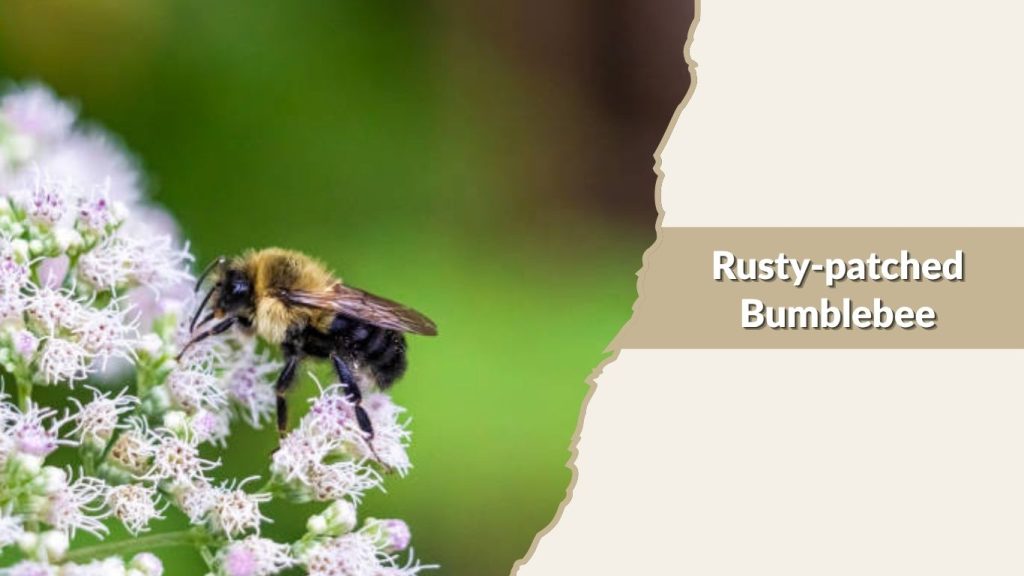 Rusty-patched Bumblebee