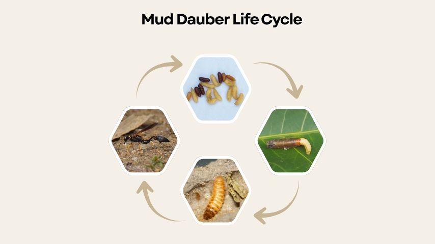 Mud Dauber Life Cycle