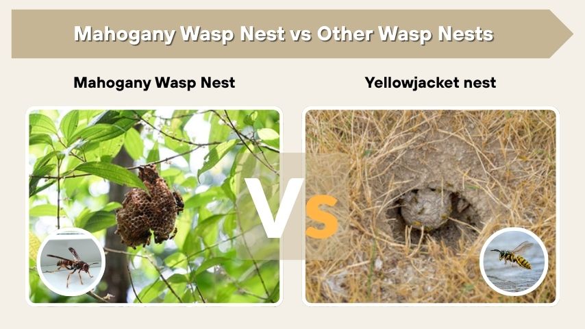 Mahogany Wasp Nest vs Other Wasp Nests