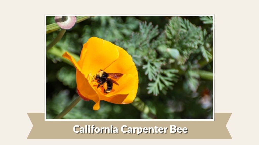 California Carpenter Bee