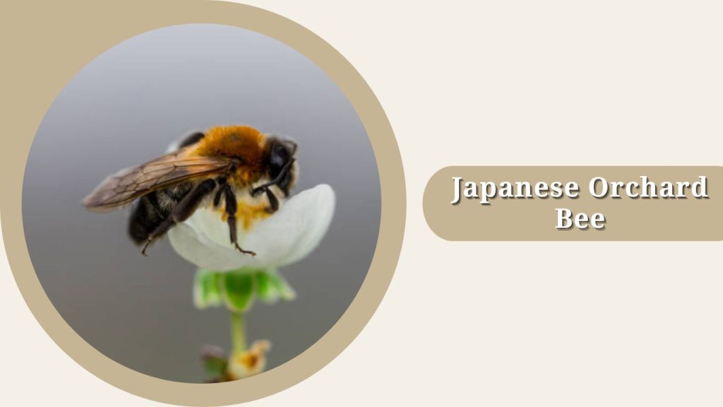 Japanese Orchard Bee