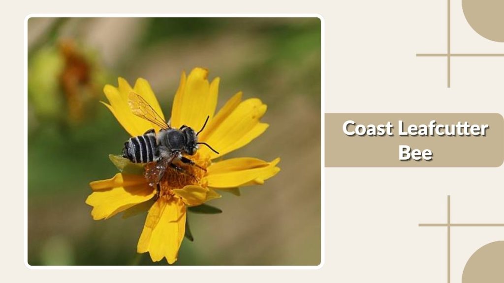 Coast Leafcutter Bee