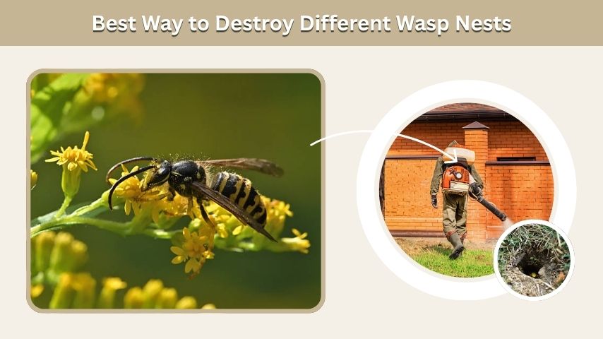 Best Way to Destroy Different Wasp Nests