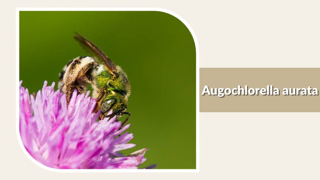 Augochlorella aurata