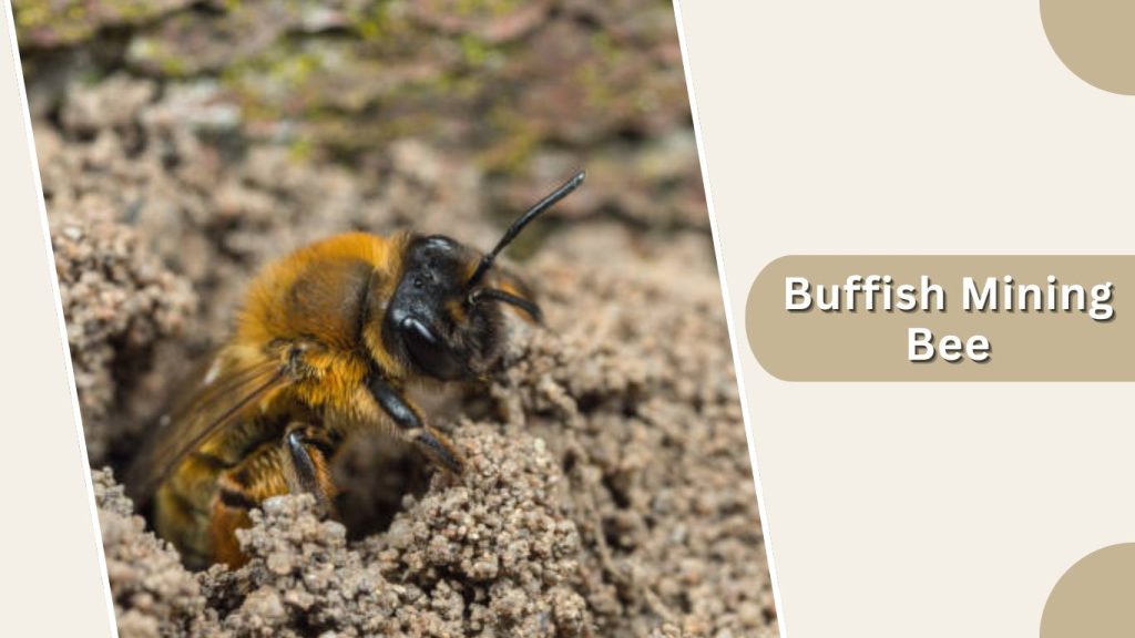 Buffish Mining Bee