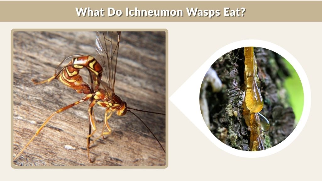 What Do Ichneumon Wasps Eat?