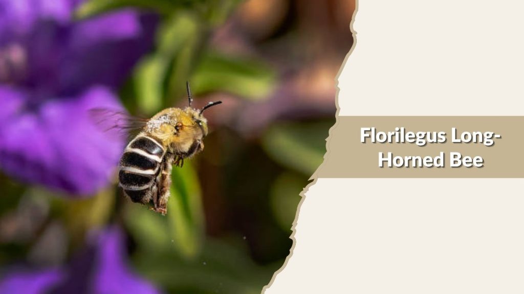 Florilegus Long-Horned Bee