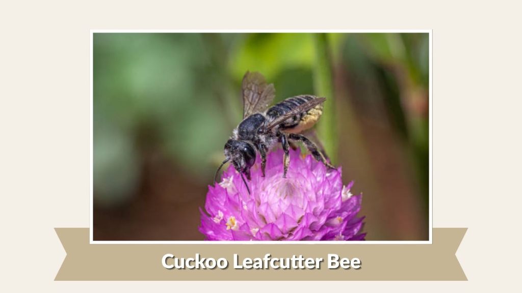 Cuckoo Leafcutter Bee