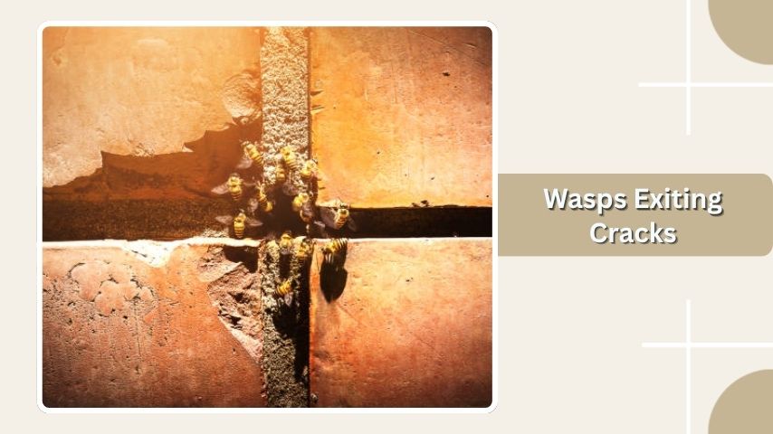 Wasps Exiting Cracks