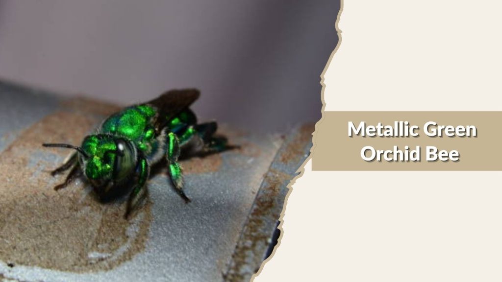 Metallic Green Orchid Bee