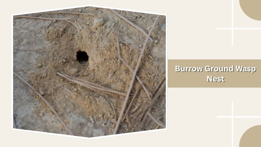 Burrow Ground Wasp Nest