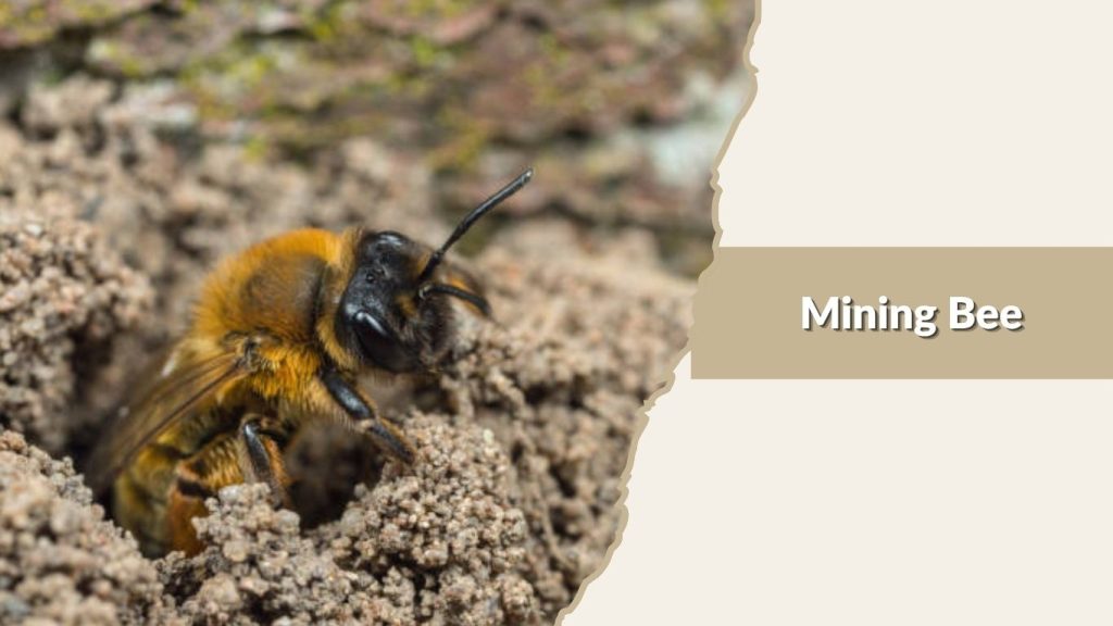 Mining Bee