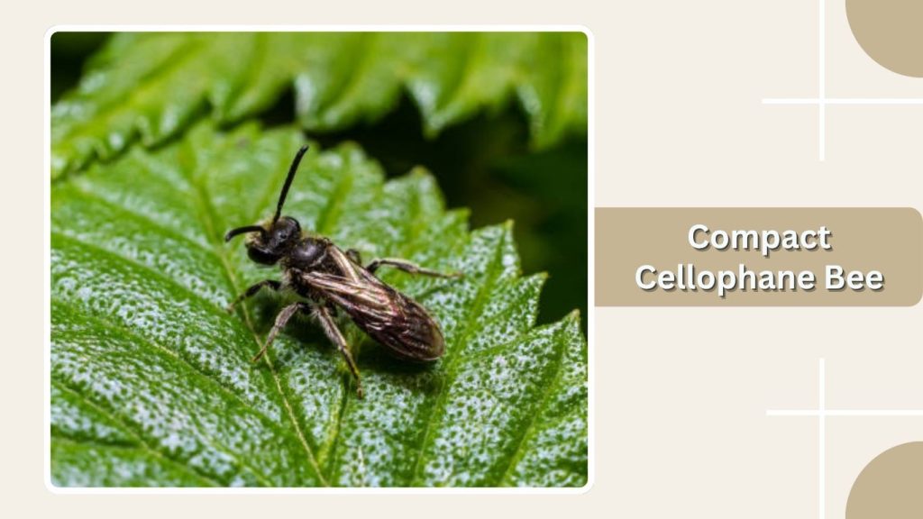 Compact Cellophane Bee