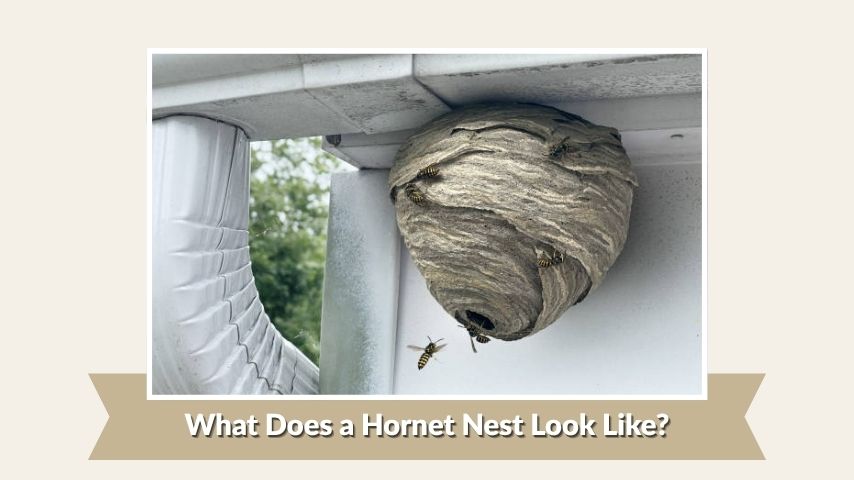 What Does a Hornet Nest Look Like?