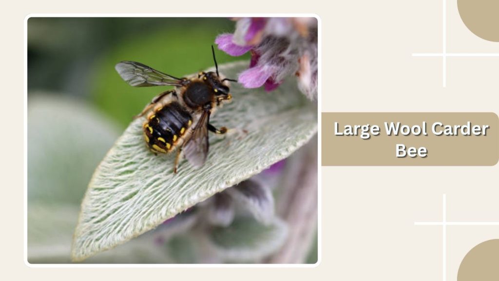 Large Wool Carder Bee
