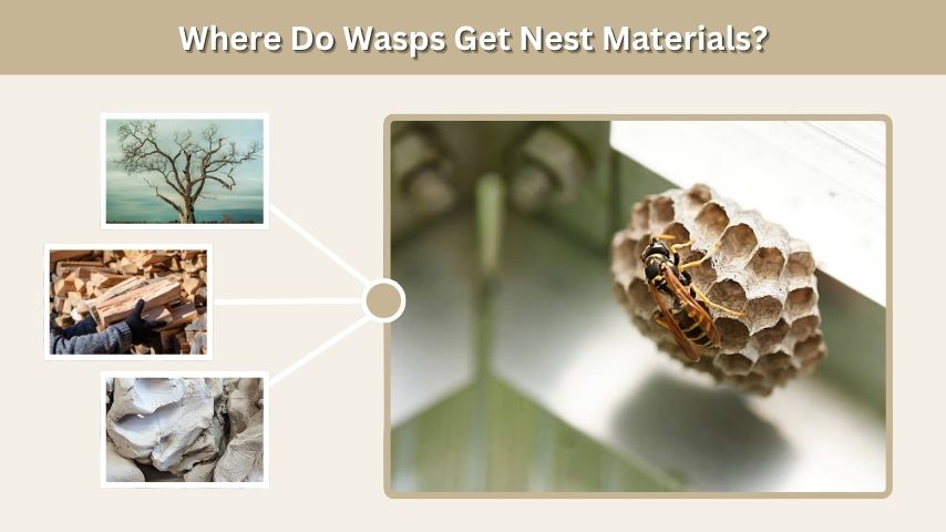 Where Do Wasps Get Nest Materials?