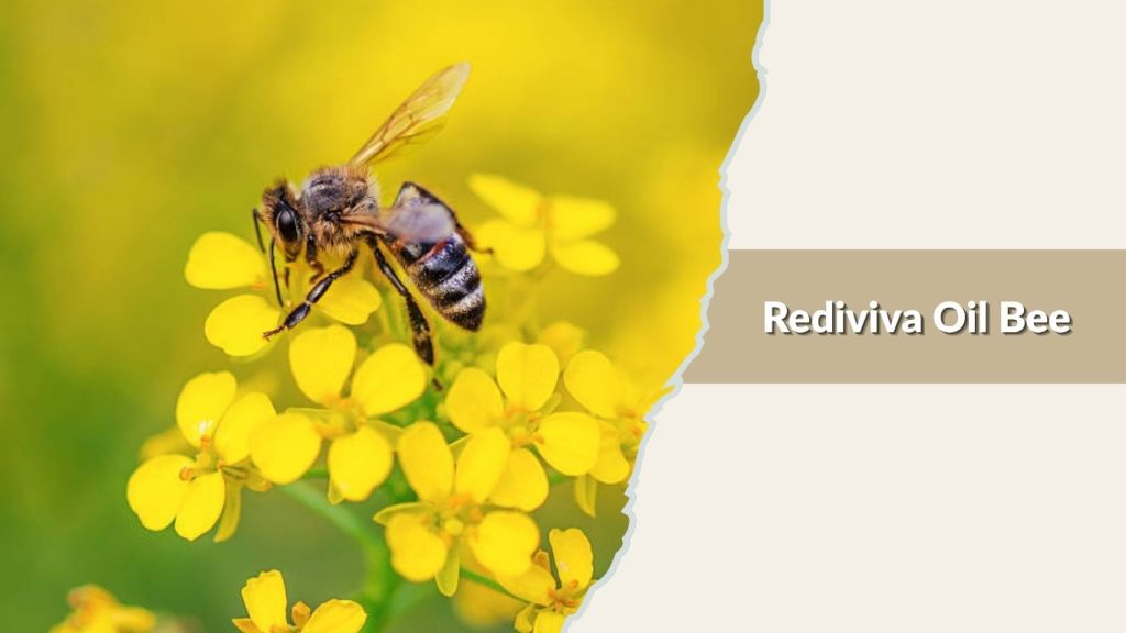 Rediviva Oil Bee