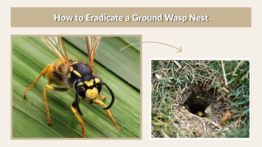 How to Eradicate a Ground Wasp Nest