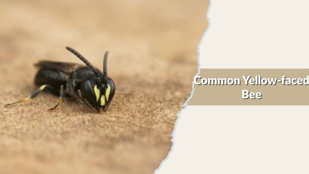  Common Yellow-faced Bee