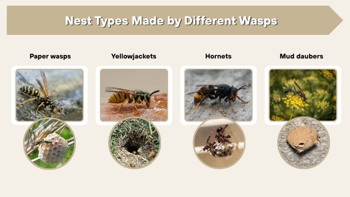 Nest Types Made by Different Wasps
