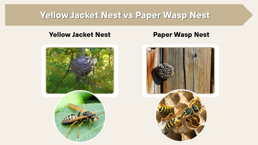 Yellow Jacket Nest vs Paper Wasp Nest