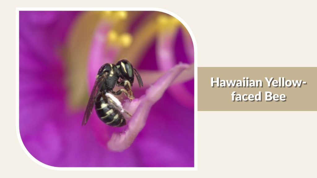 Hawaiian Yellow-faced Bee