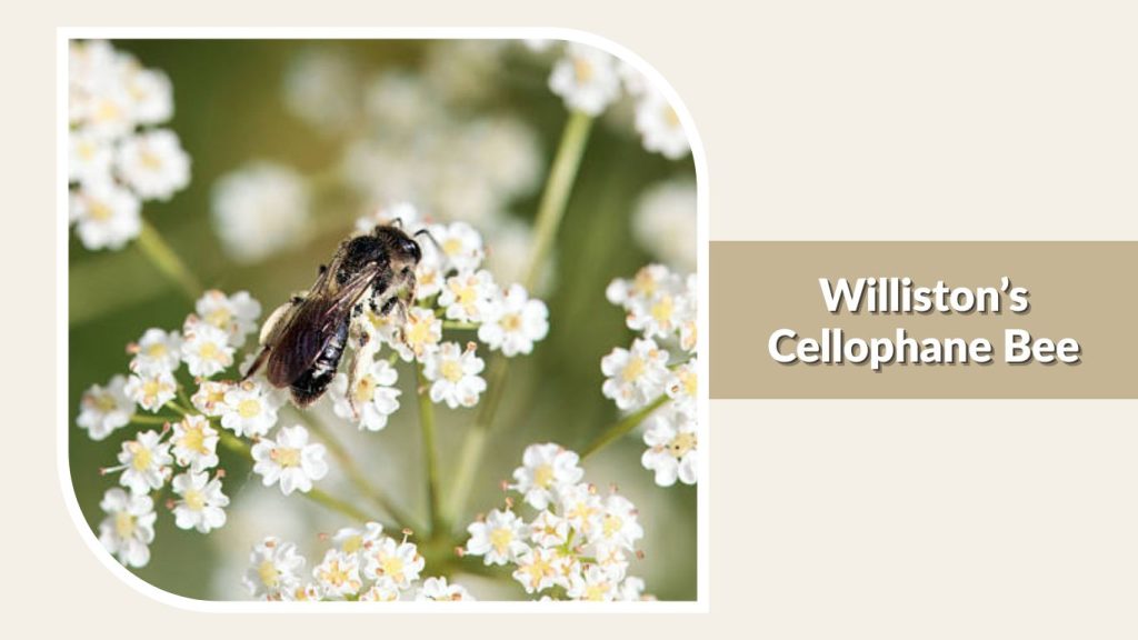Williston’s Cellophane Bee