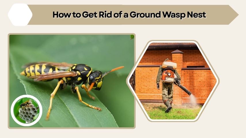 How to Get Rid of a Ground Wasp Nest