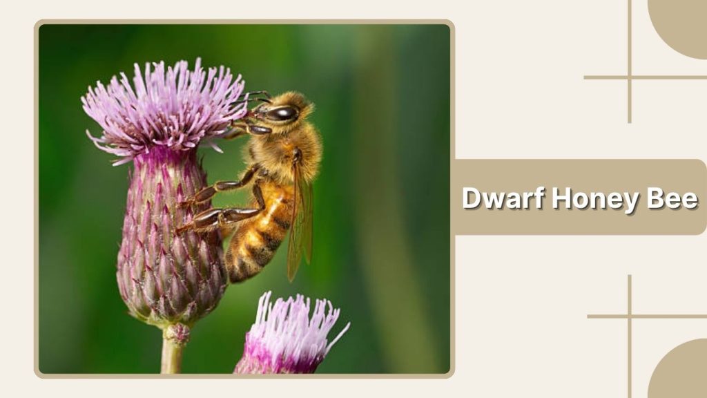 Dwarf Honey Bee