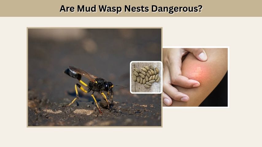 Are Mud Wasp Nests Dangerous?