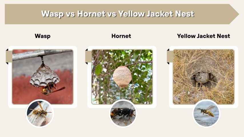 Wasp vs Hornet vs Yellow Jacket Nest