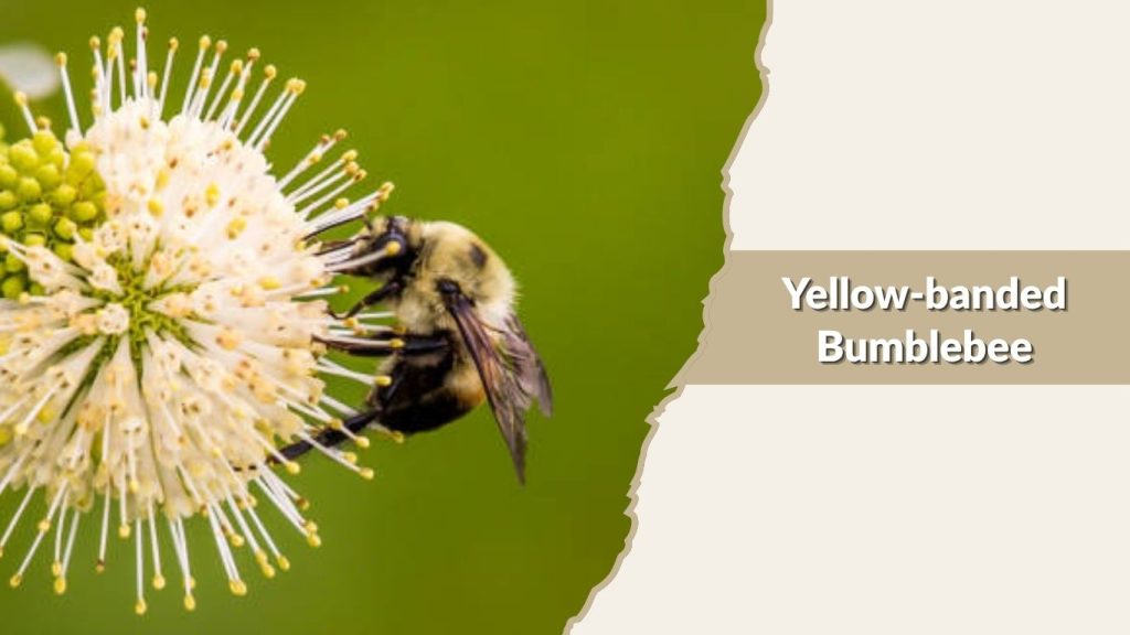 Yellow-banded Bumblebee