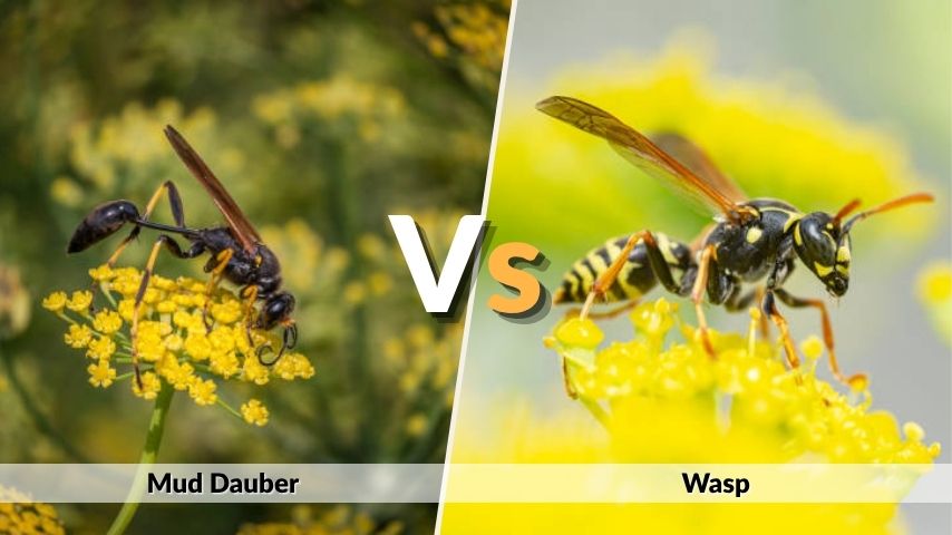 Mud Dauber vs Wasp