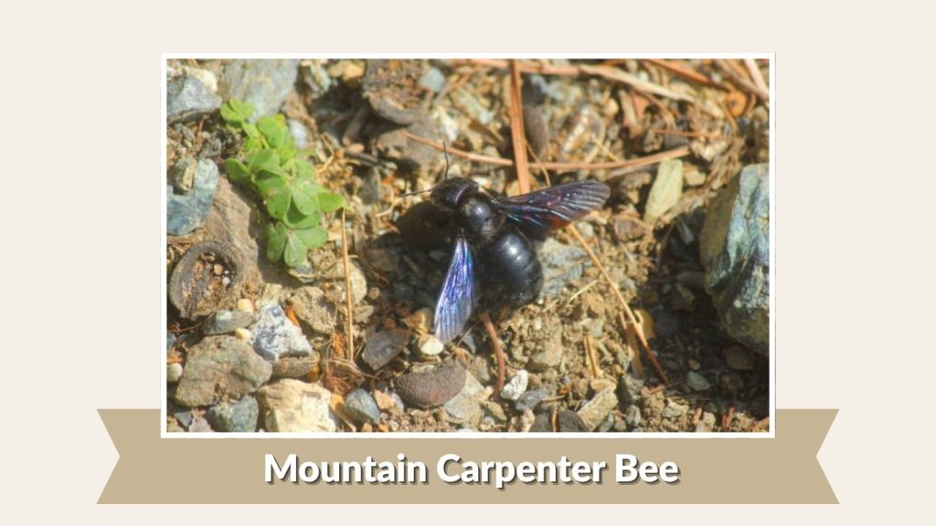 Mountain Carpenter Bee