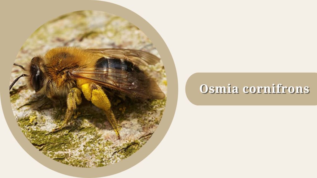 Osmia cornifrons