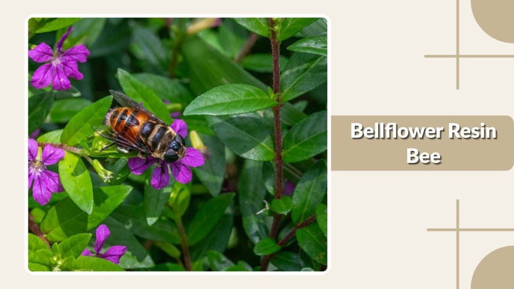 Bellflower Resin Bee