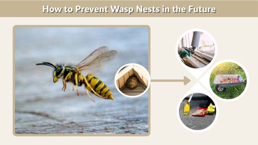 How to Prevent Wasp Nests in the Future