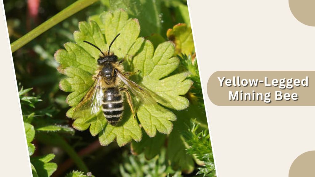 Yellow-Legged Mining Bee