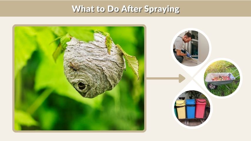 What to Do After Spraying