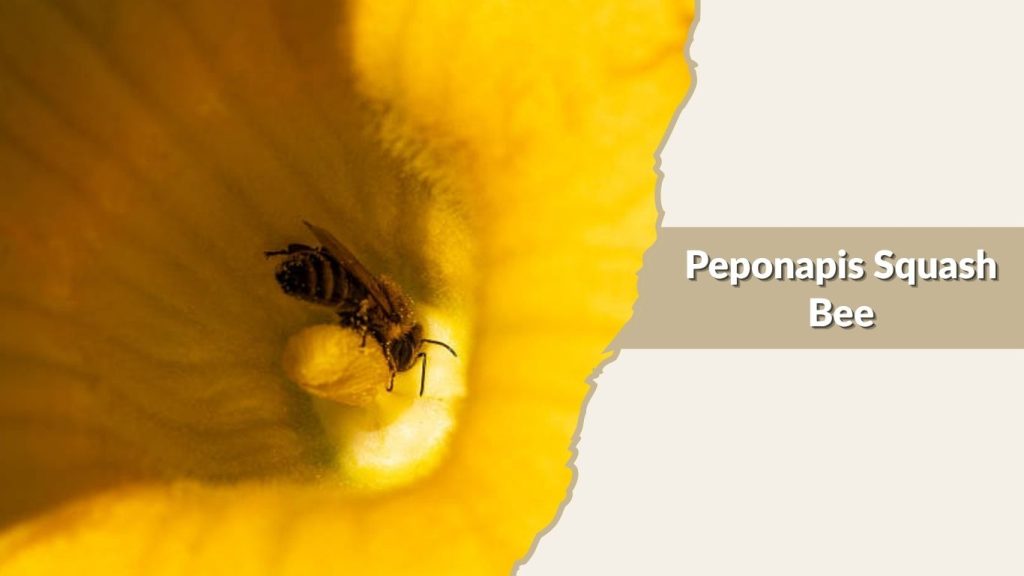  Peponapis Squash Bee