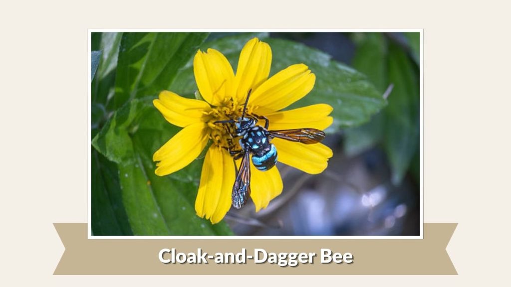  Cloak-and-Dagger Bee