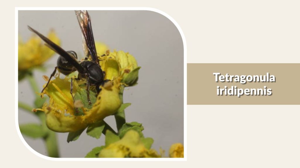 Tetragonula iridipennis