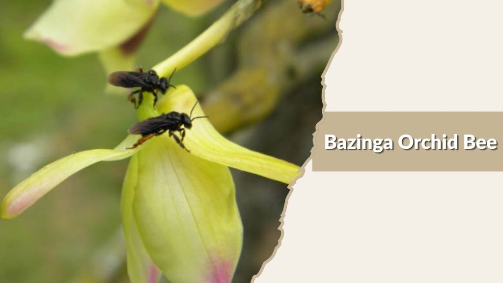  Bazinga Orchid Bee
