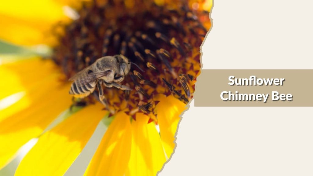 Sunflower Chimney Bee