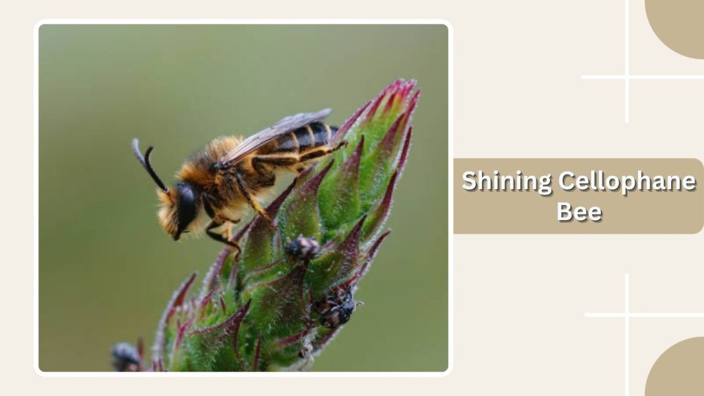 Shining Cellophane Bee