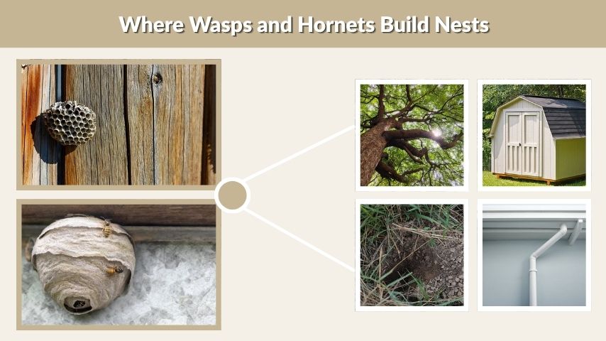 Where Wasps and Hornets Build Nests